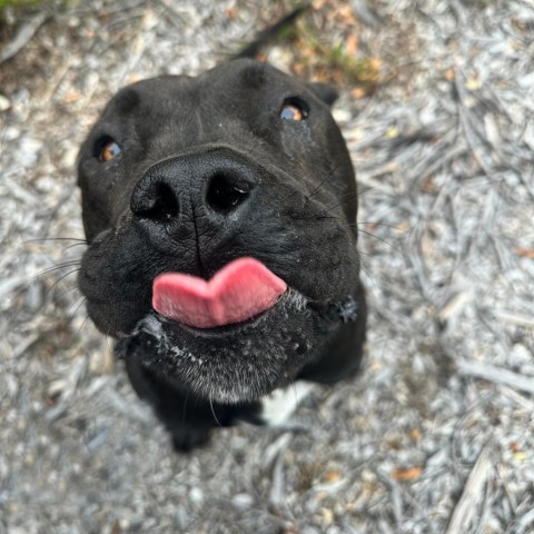 Winifred, an adoptable American Staffordshire Terrier in Lompoc, CA, 93436 | Photo Image 2