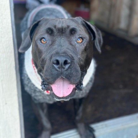 Winifred, an adoptable American Staffordshire Terrier in Lompoc, CA, 93436 | Photo Image 3