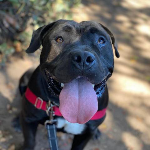 Winifred, an adoptable American Staffordshire Terrier in Lompoc, CA, 93436 | Photo Image 4