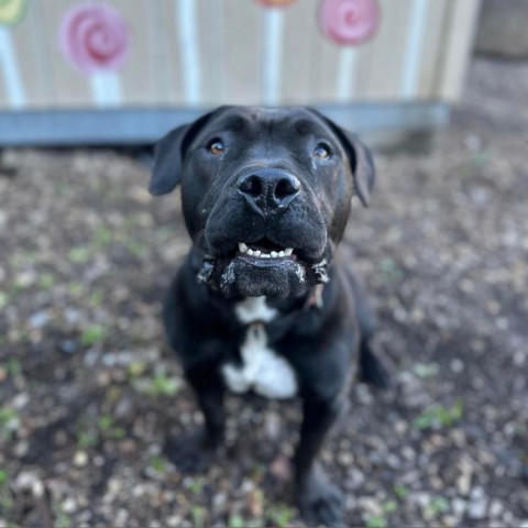 Winifred, an adoptable American Staffordshire Terrier in Lompoc, CA, 93436 | Photo Image 5