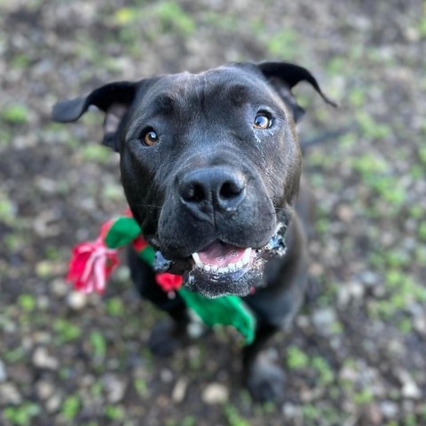 Winifred, an adoptable American Staffordshire Terrier in Lompoc, CA, 93436 | Photo Image 6