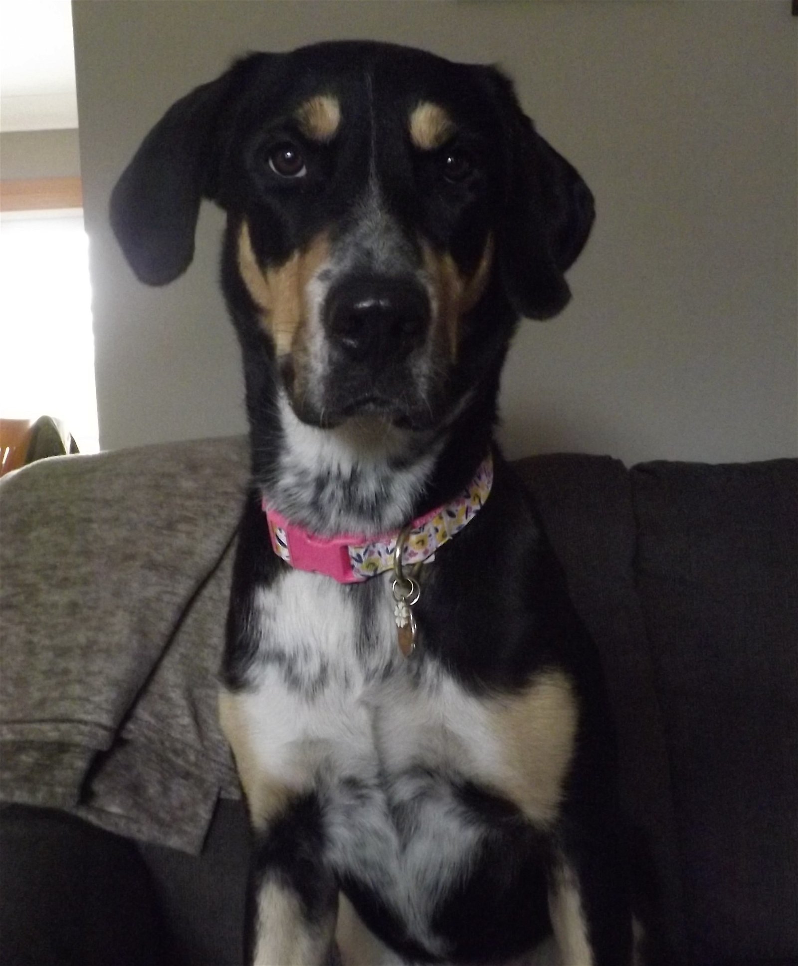 Kristy, an adoptable German Shepherd Dog in London, ON, N6H 5C4 | Photo Image 1