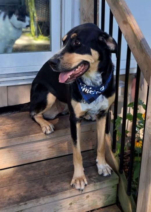 Kristy, an adoptable German Shepherd Dog in London, ON, N6H 5C4 | Photo Image 2