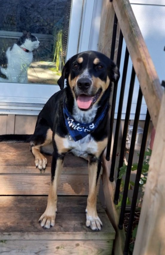 Kristy, an adoptable German Shepherd Dog in London, ON, N6H 5C4 | Photo Image 3