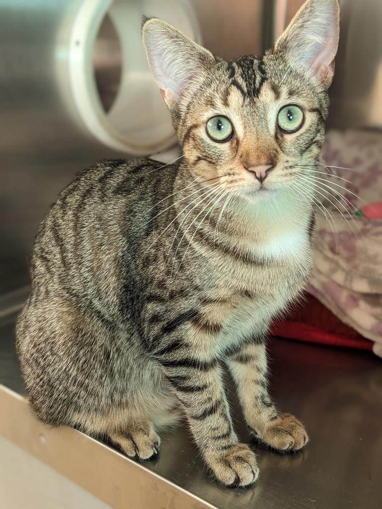 Toulouse, an adoptable Domestic Short Hair in Hampton, VA, 23663 | Photo Image 1