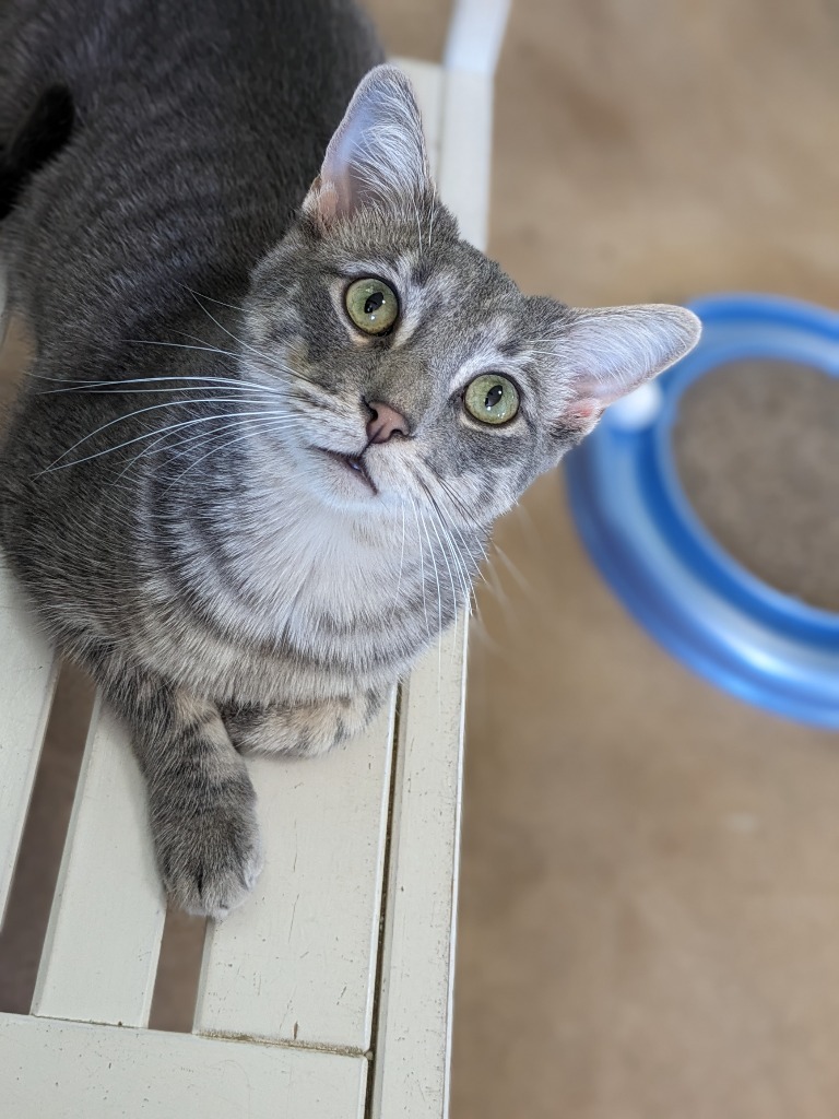 Berlioz, an adoptable Domestic Short Hair in Hampton, VA, 23663 | Photo Image 1