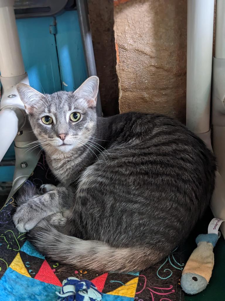 Berlioz, an adoptable Domestic Short Hair in Hampton, VA, 23663 | Photo Image 2