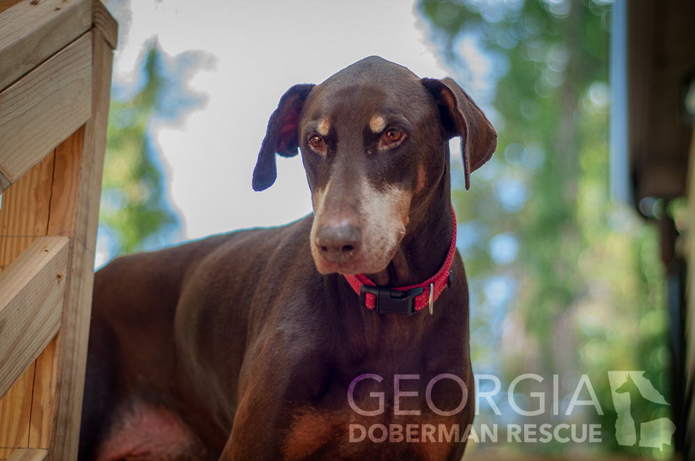 are doberman puppies lazy