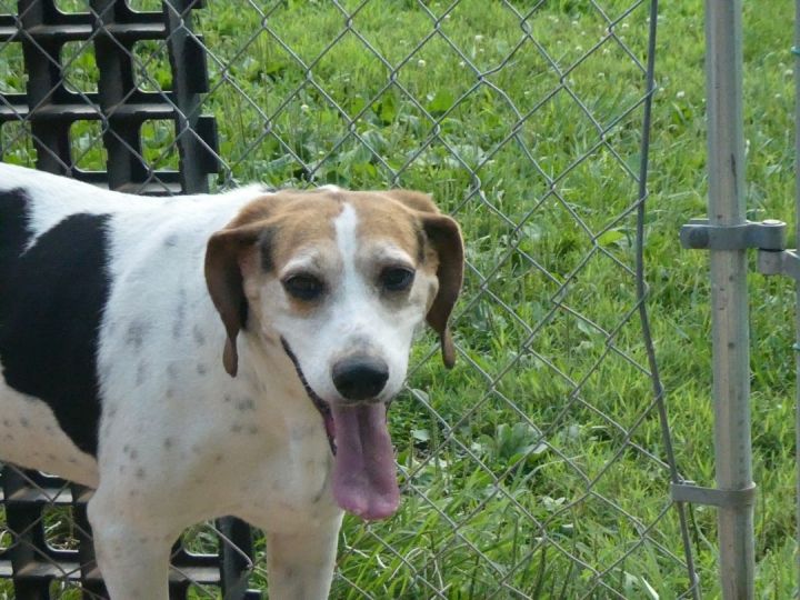 Finnegan (courtesy listing) , an adoptable Hound Mix in Catawba , NC_image-1