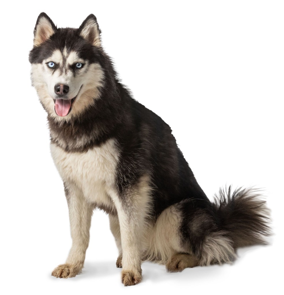 Keyana, an adoptable Husky in Salt Lake City, UT, 84117 | Photo Image 1