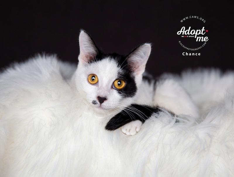 Chance, an adoptable Domestic Short Hair in Salt Lake City, UT, 84117 | Photo Image 1
