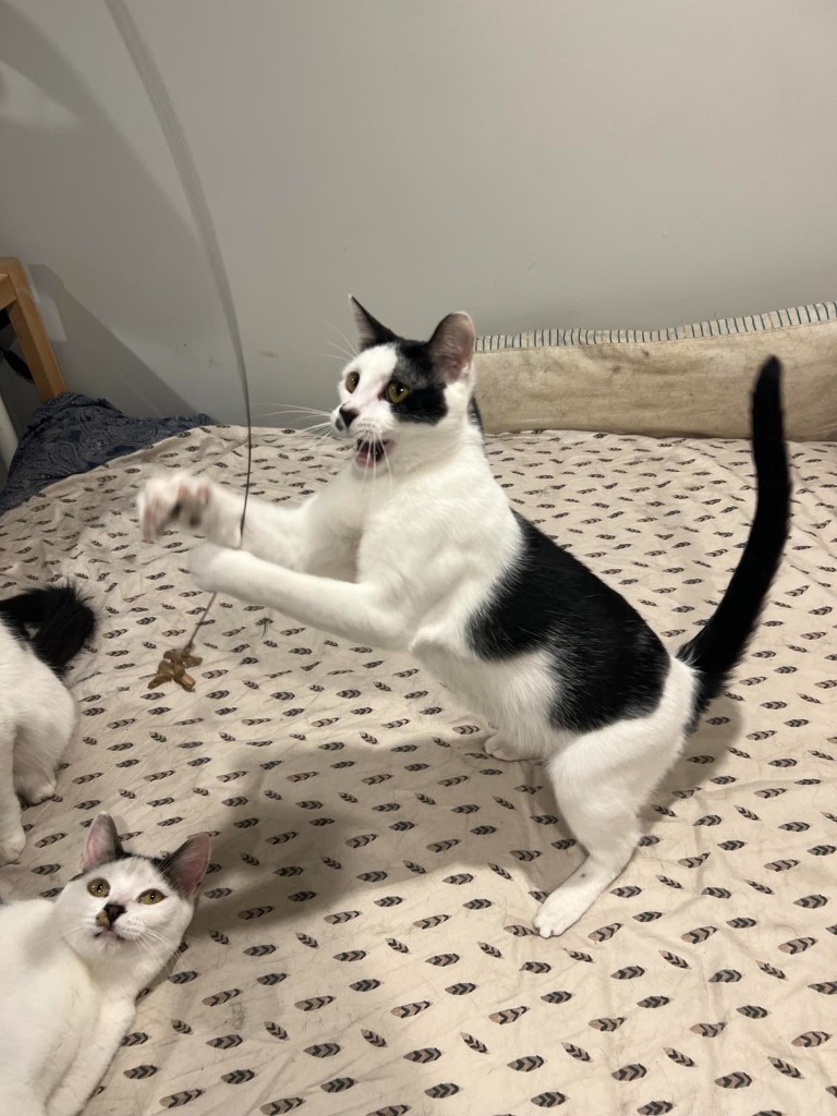 Chance, an adoptable Domestic Short Hair in Salt Lake City, UT, 84117 | Photo Image 5