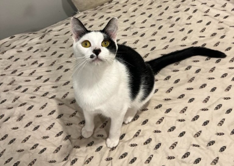 Chance, an adoptable Domestic Short Hair in Salt Lake City, UT, 84117 | Photo Image 6