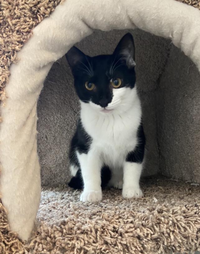 Tephra, an adoptable Domestic Short Hair in Sandy, UT, 84070 | Photo Image 1