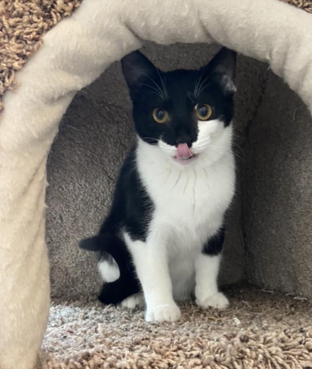 Tephra, an adoptable Domestic Short Hair in Sandy, UT, 84070 | Photo Image 2