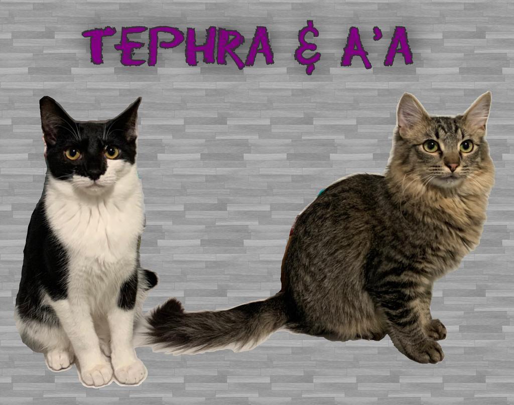 Tephra, an adoptable Domestic Short Hair in Sandy, UT, 84070 | Photo Image 4