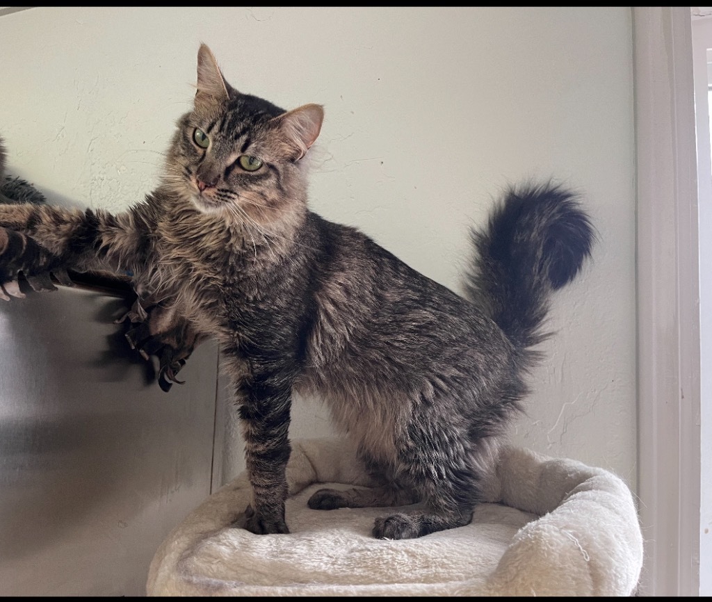 Aa, an adoptable Domestic Medium Hair in Sandy, UT, 84070 | Photo Image 1