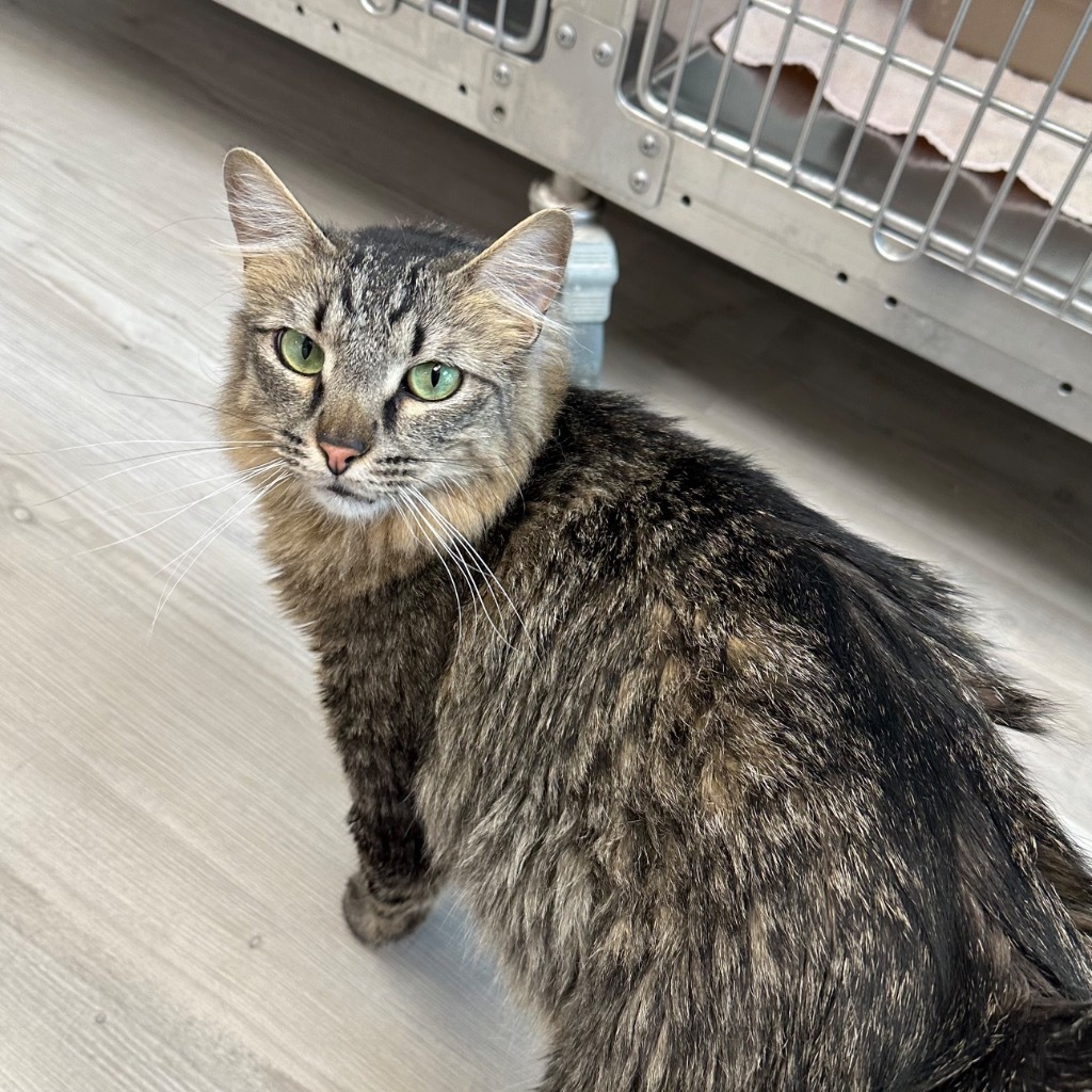 Aa, an adoptable Domestic Medium Hair in Sandy, UT, 84070 | Photo Image 1