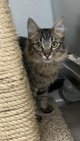 Aa, an adoptable Domestic Medium Hair in Sandy, UT, 84070 | Photo Image 2