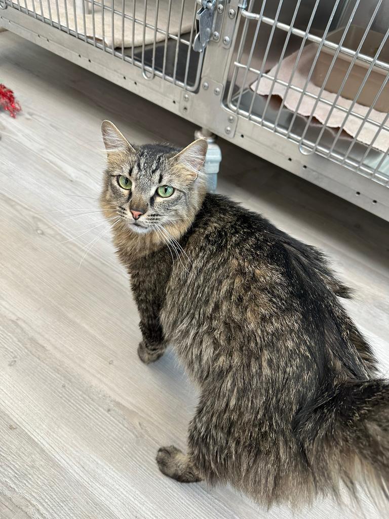 Aa, an adoptable Domestic Medium Hair in Sandy, UT, 84070 | Photo Image 2