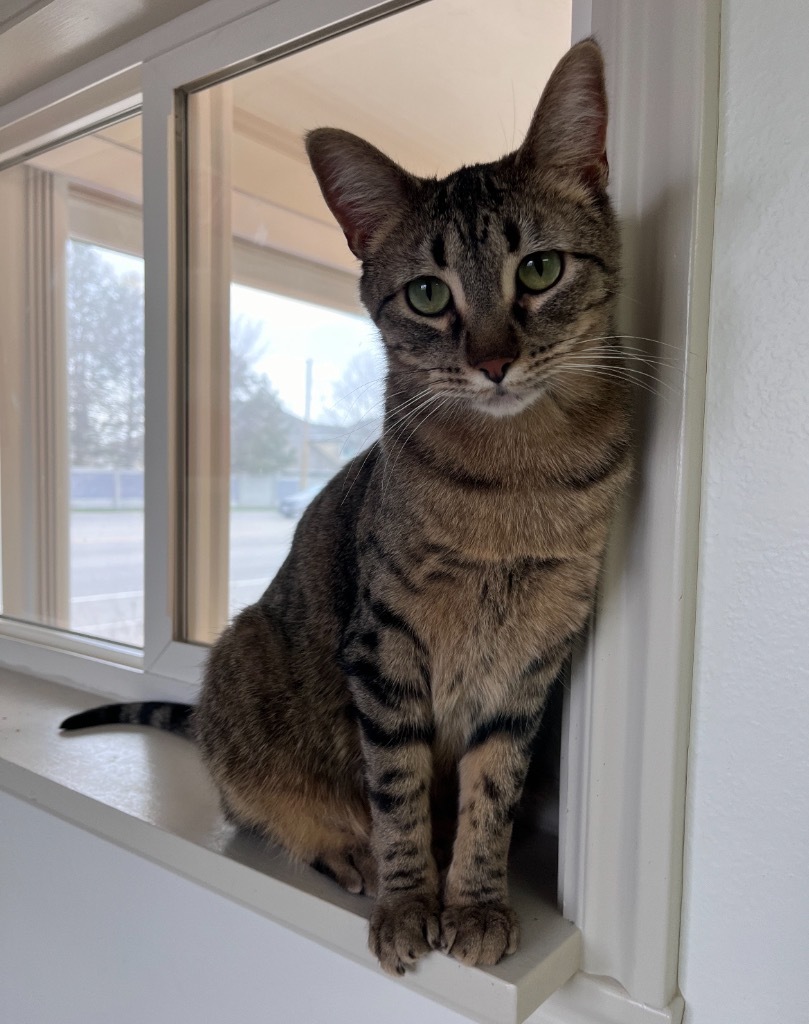 Tuya, an adoptable Domestic Short Hair in Sandy, UT, 84070 | Photo Image 1