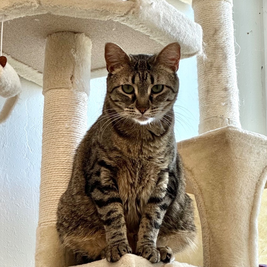 Tuya, an adoptable Domestic Short Hair in Sandy, UT, 84070 | Photo Image 1