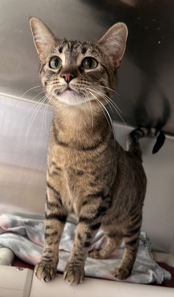 Tuya, an adoptable Domestic Short Hair in Sandy, UT, 84070 | Photo Image 2