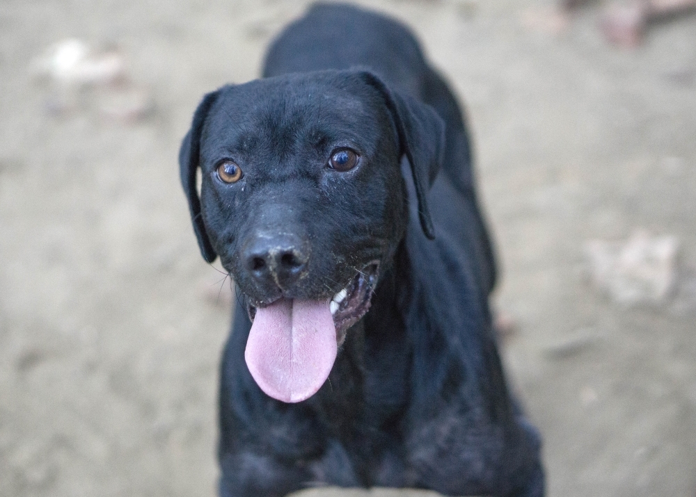 Holden, an adoptable Labrador Retriever in Reidsville, NC, 27323 | Photo Image 1