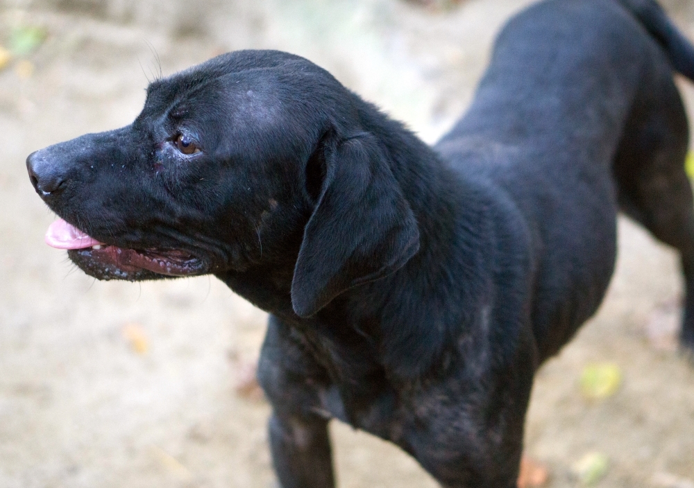 Holden, an adoptable Labrador Retriever in Reidsville, NC, 27323 | Photo Image 2