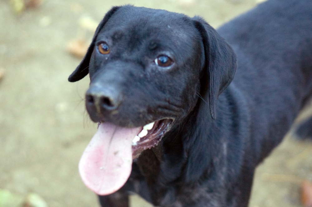 Holden, an adoptable Labrador Retriever in Reidsville, NC, 27323 | Photo Image 4