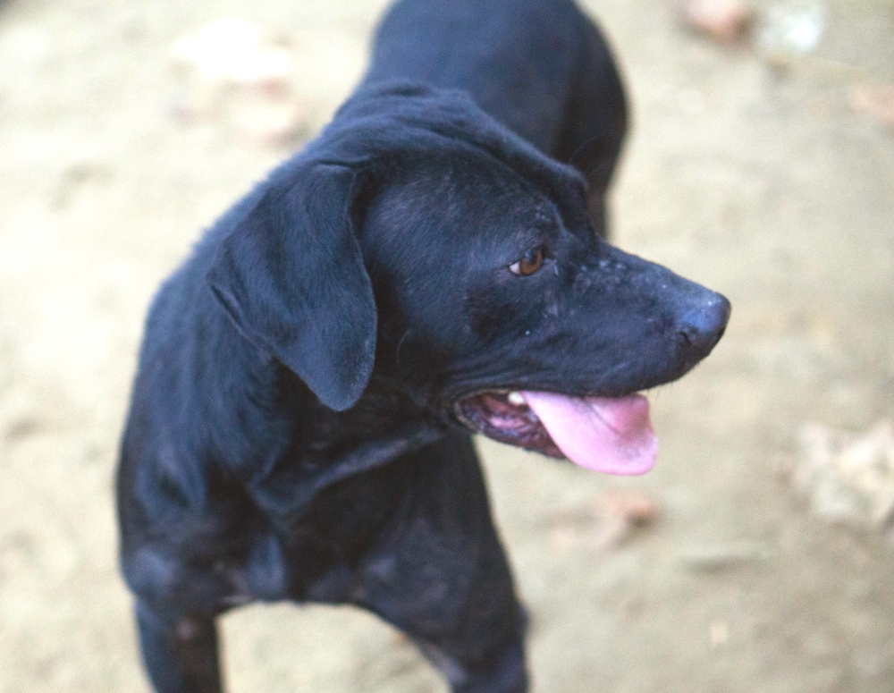 Holden, an adoptable Labrador Retriever in Reidsville, NC, 27323 | Photo Image 5