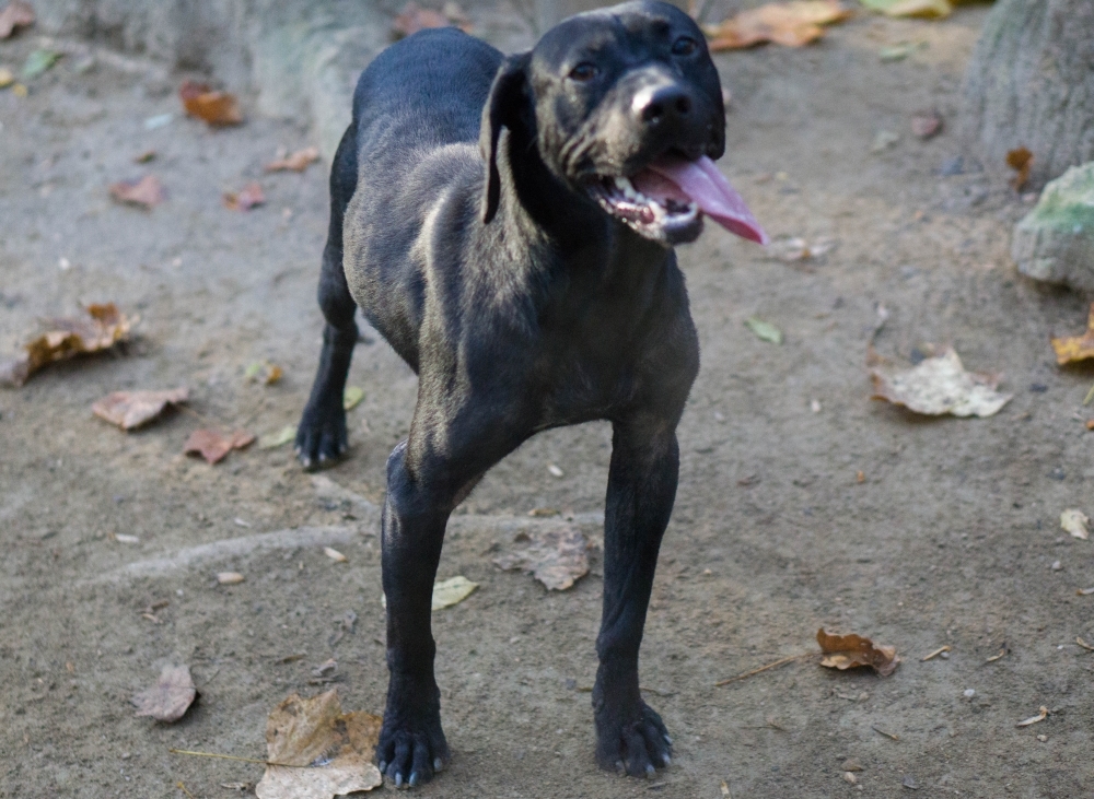 Holden, an adoptable Labrador Retriever in Reidsville, NC, 27323 | Photo Image 6