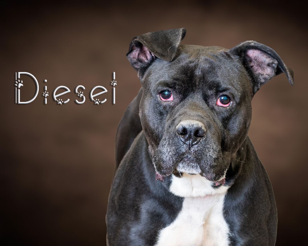 Diesel , an adoptable Pit Bull Terrier, Cane Corso in Somerset, PA, 15501 | Photo Image 1