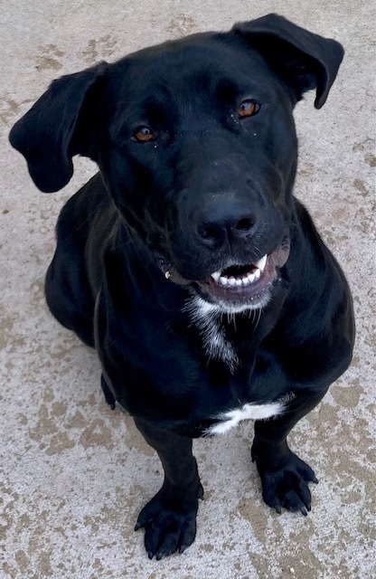 Elvira, an adoptable Black Labrador Retriever in Sandusky, MI, 48471 | Photo Image 1