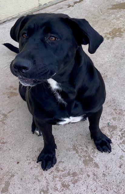 Elvira, an adoptable Black Labrador Retriever in Sandusky, MI, 48471 | Photo Image 2