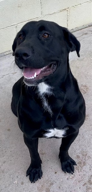 Elvira, an adoptable Black Labrador Retriever in Sandusky, MI, 48471 | Photo Image 3