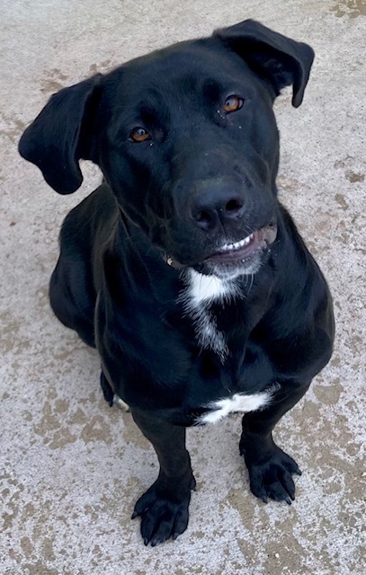 Elvira, an adoptable Black Labrador Retriever in Sandusky, MI, 48471 | Photo Image 4