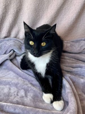 Bootsie is a stunning 1 year old tuxedo cat who was raised by an overwhelmed senior citizen when a s