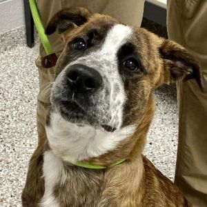 Dogs for Adoption Near Gastonia, NC | Petfinder
