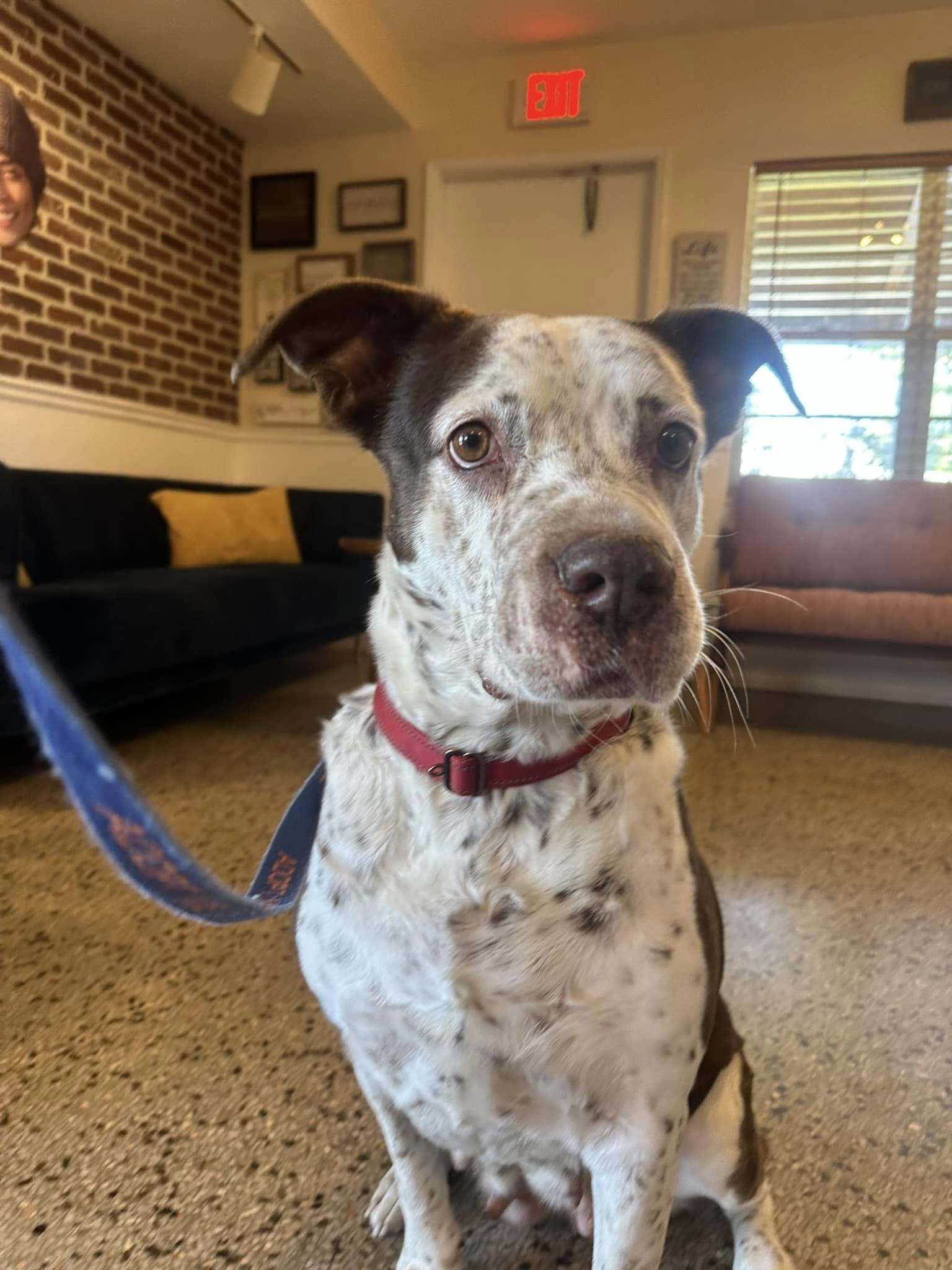 Hayden, an adoptable Terrier in Pompano Beach, FL, 33062 | Photo Image 1