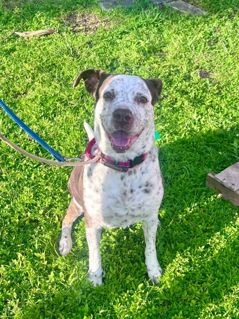 Hayden, an adoptable Terrier in Pompano Beach, FL, 33062 | Photo Image 2