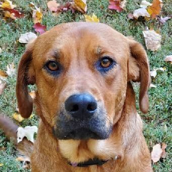 The New Kid, an adoptable Hound & Boxer Mix in Hendersonville, TN_image-1