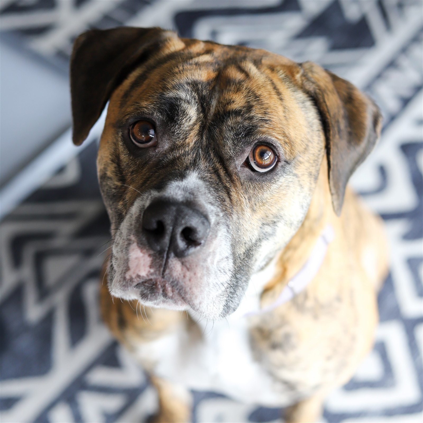 Carly, an adoptable American Bulldog in Fargo, ND, 58103 | Photo Image 1
