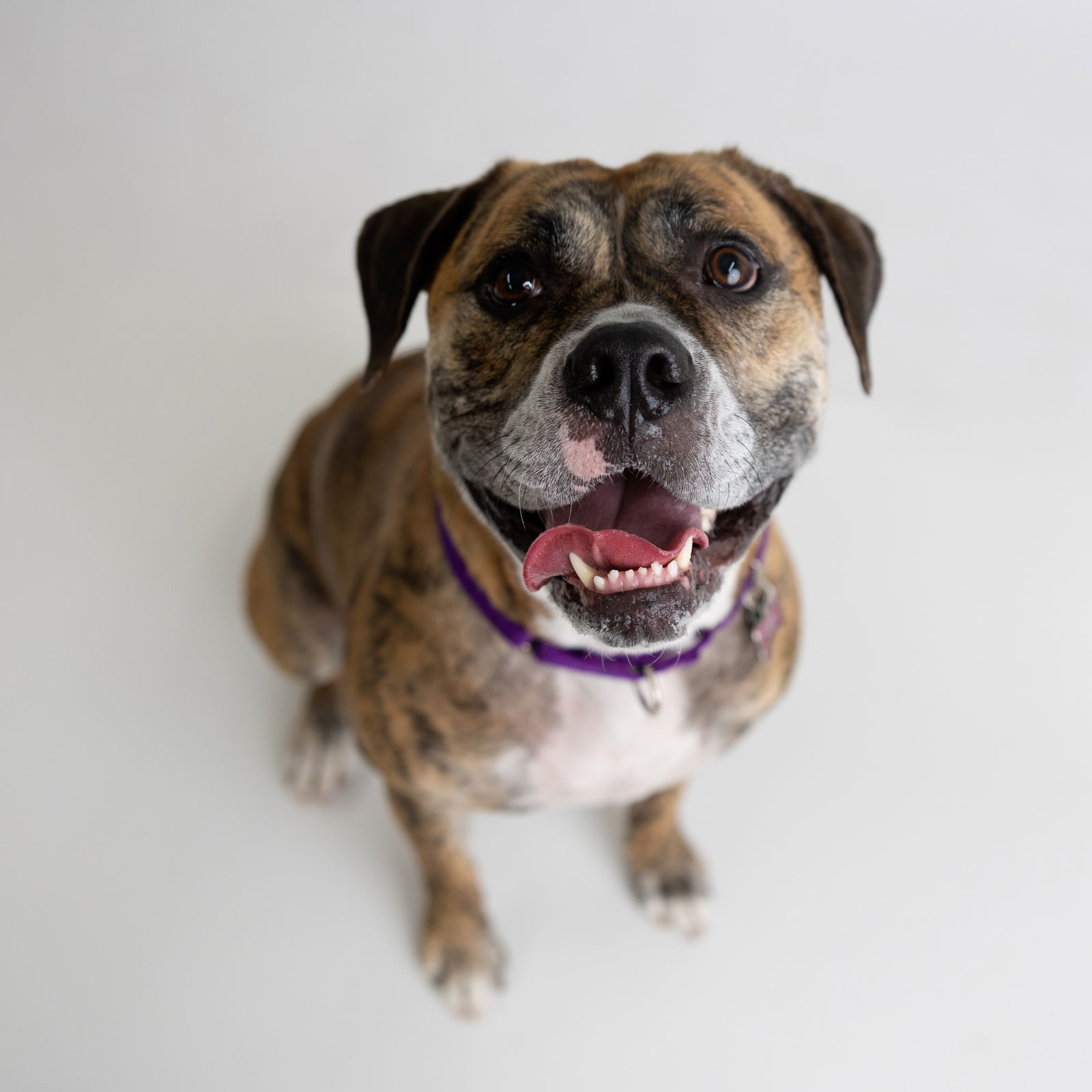 Carly, an adoptable American Bulldog in Fargo, ND, 58103 | Photo Image 1