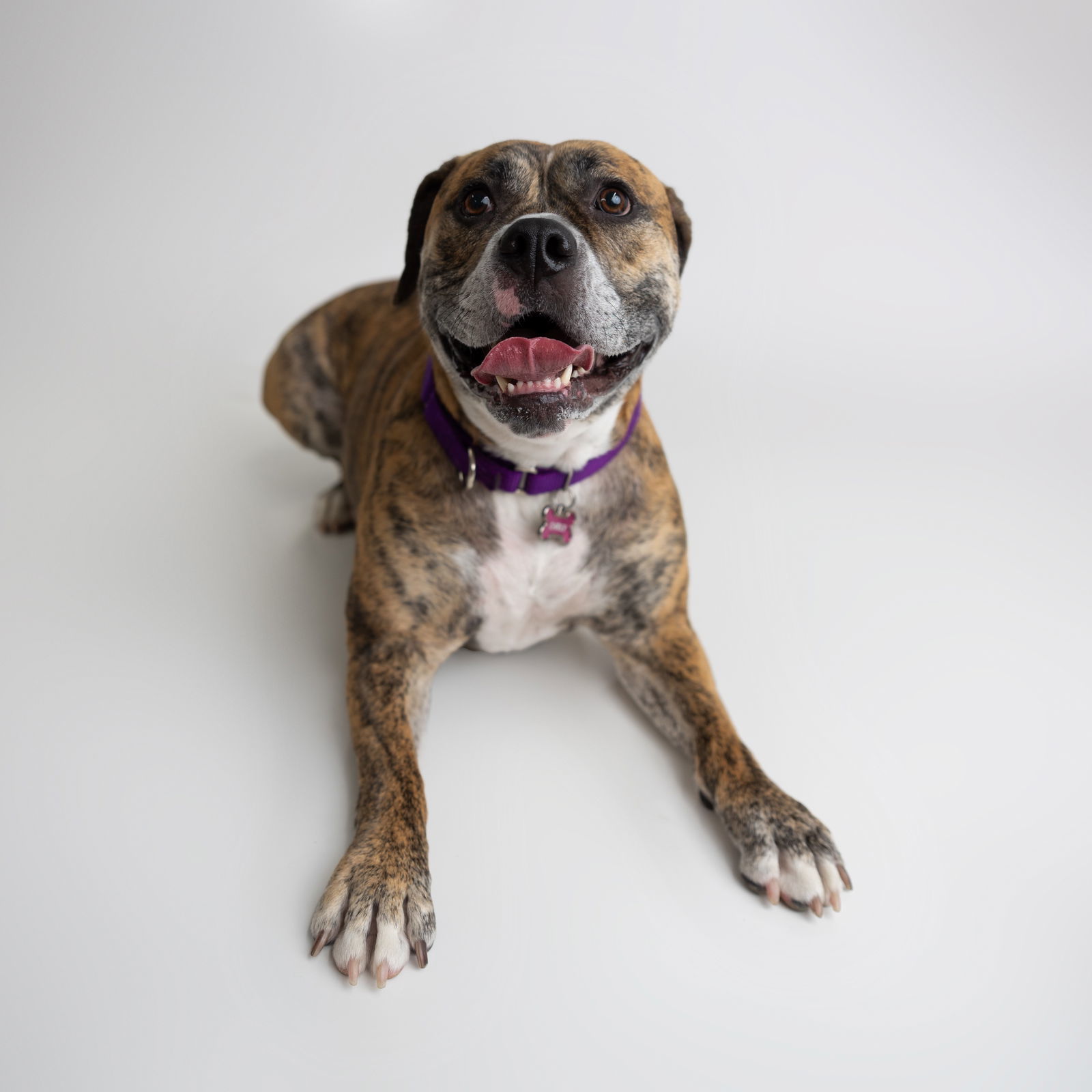 Carly, an adoptable American Bulldog in Fargo, ND, 58103 | Photo Image 2