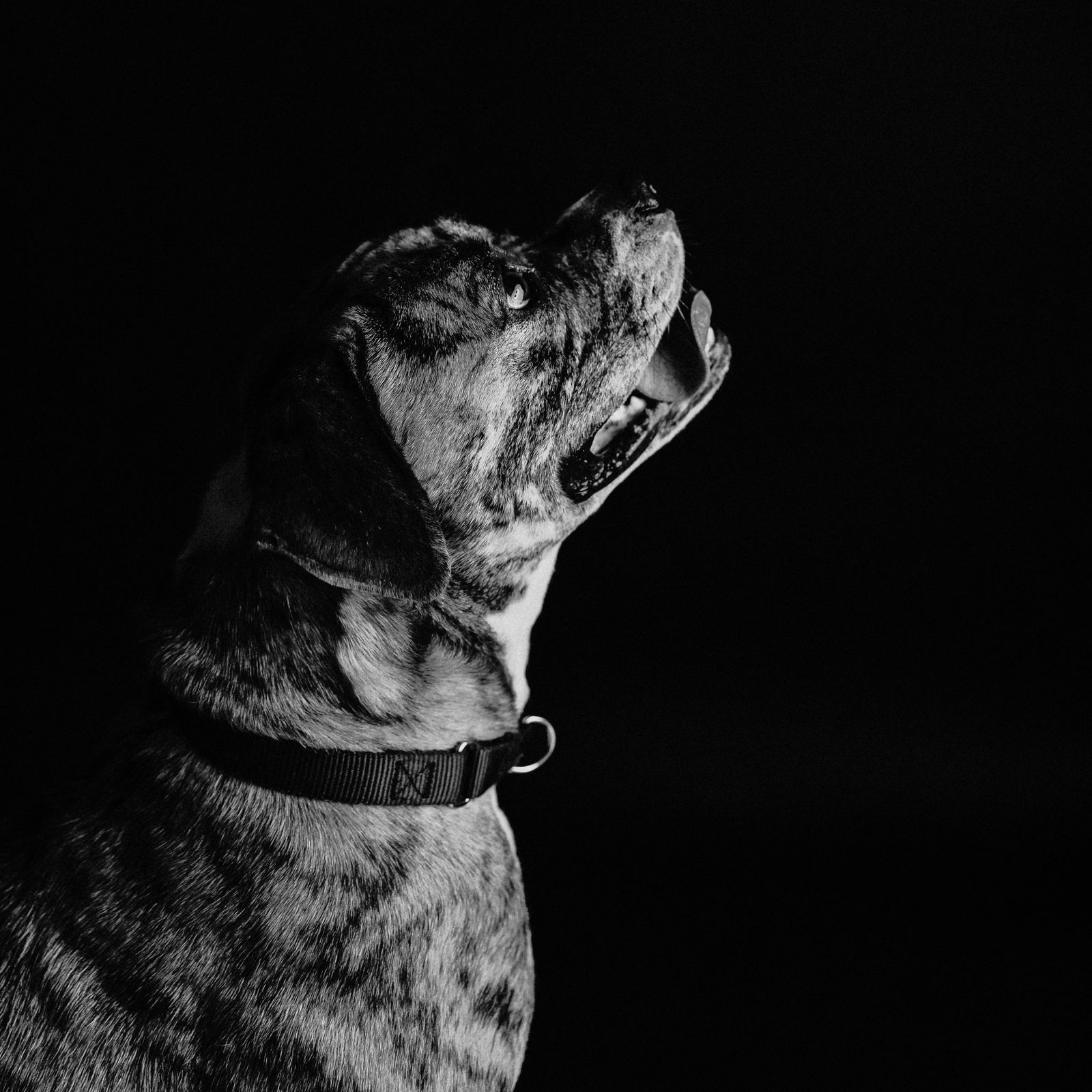 Carly, an adoptable American Bulldog in Fargo, ND, 58103 | Photo Image 3