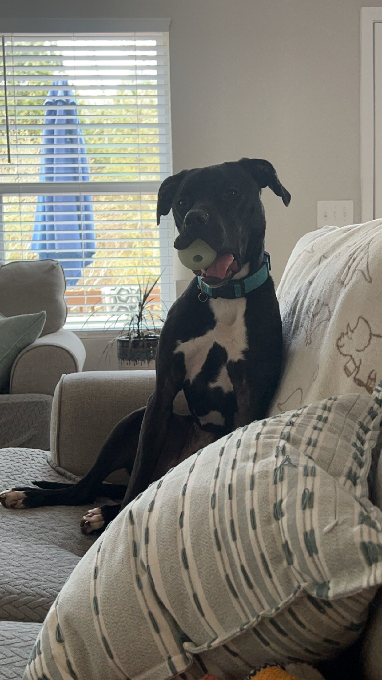 Ollie, an adoptable American Staffordshire Terrier in Holly Springs, NC, 27540 | Photo Image 2