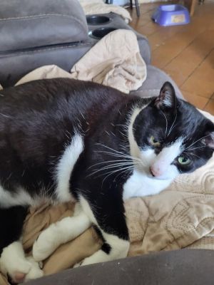Lili - Center Foster Home, Adult Female unknown