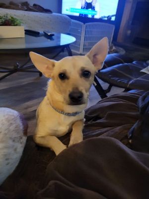 craigslist pets athens al