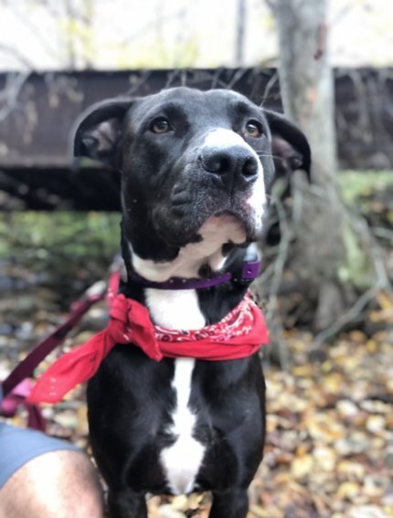 LUNA, an adoptable Labrador Retriever, American Bulldog in Thompson, PA, 18465 | Photo Image 1